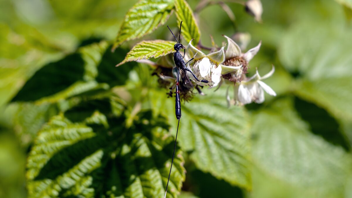 Оса "хвостатая"! - Вадим Басов