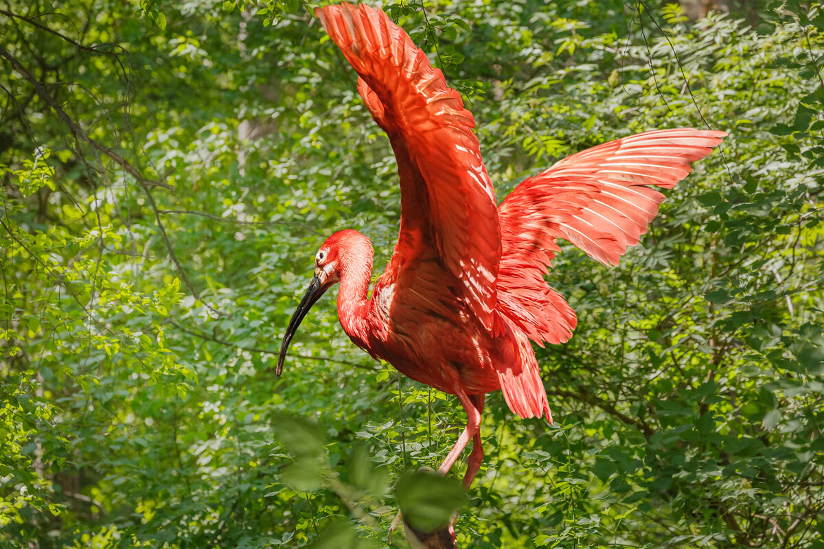 Ибис алый - SanSan 