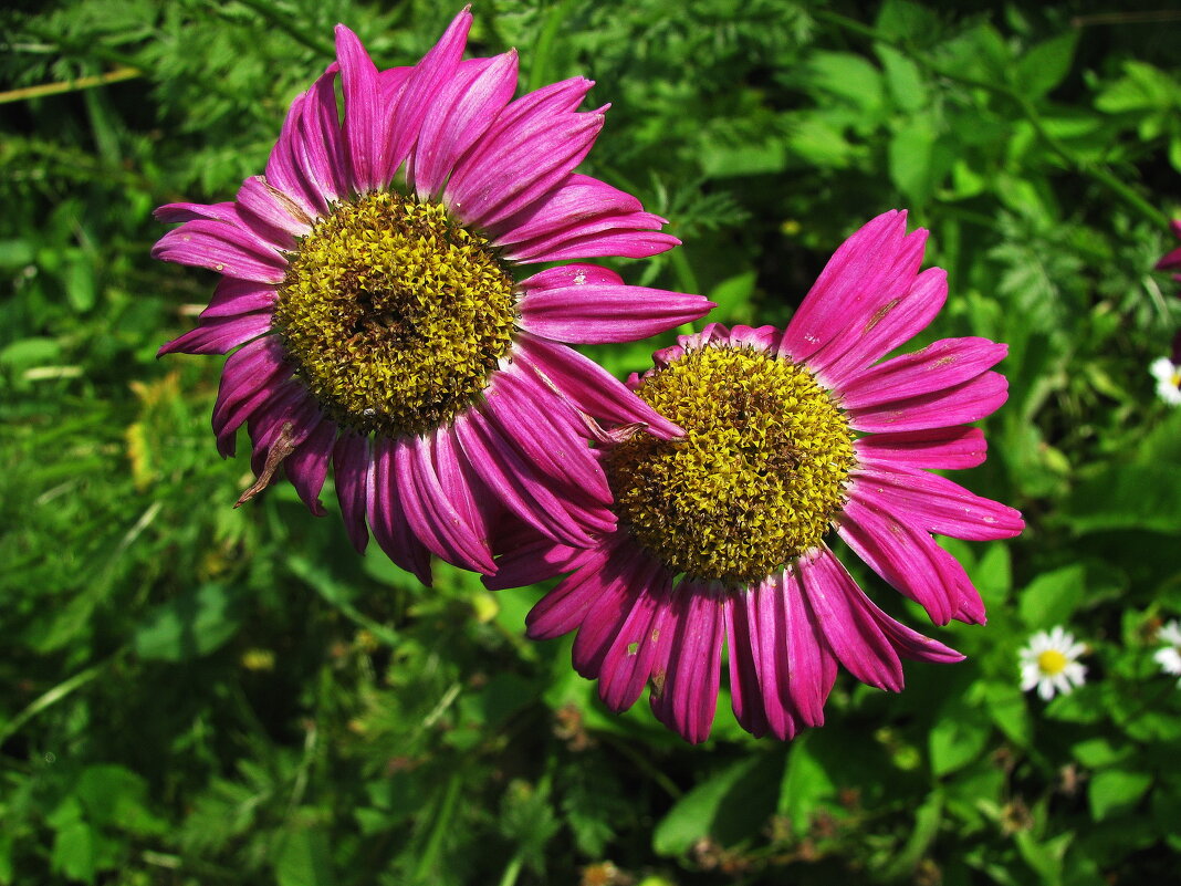 Пиретрум - Людмила Смородинская