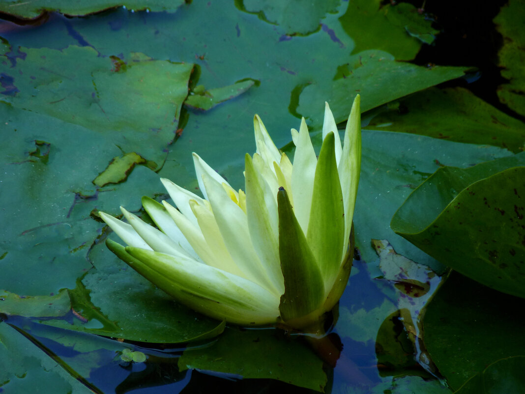 Белая лилия - Валентин Семчишин