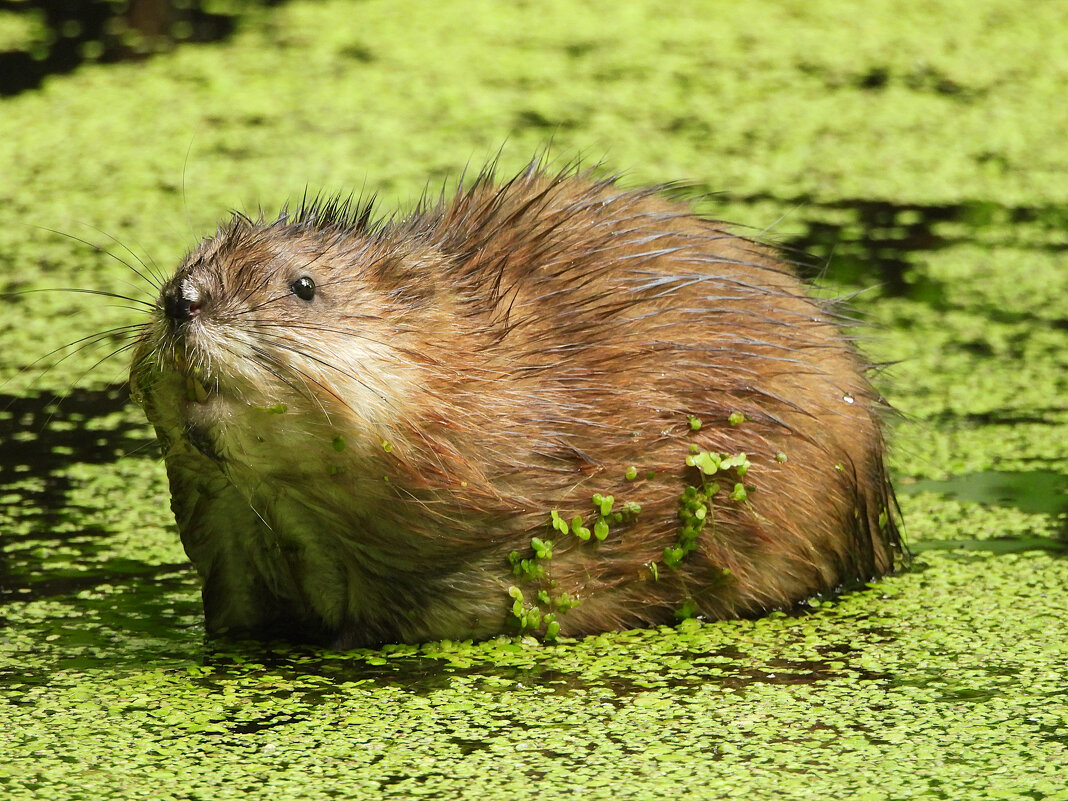 Ондатра - Лина 