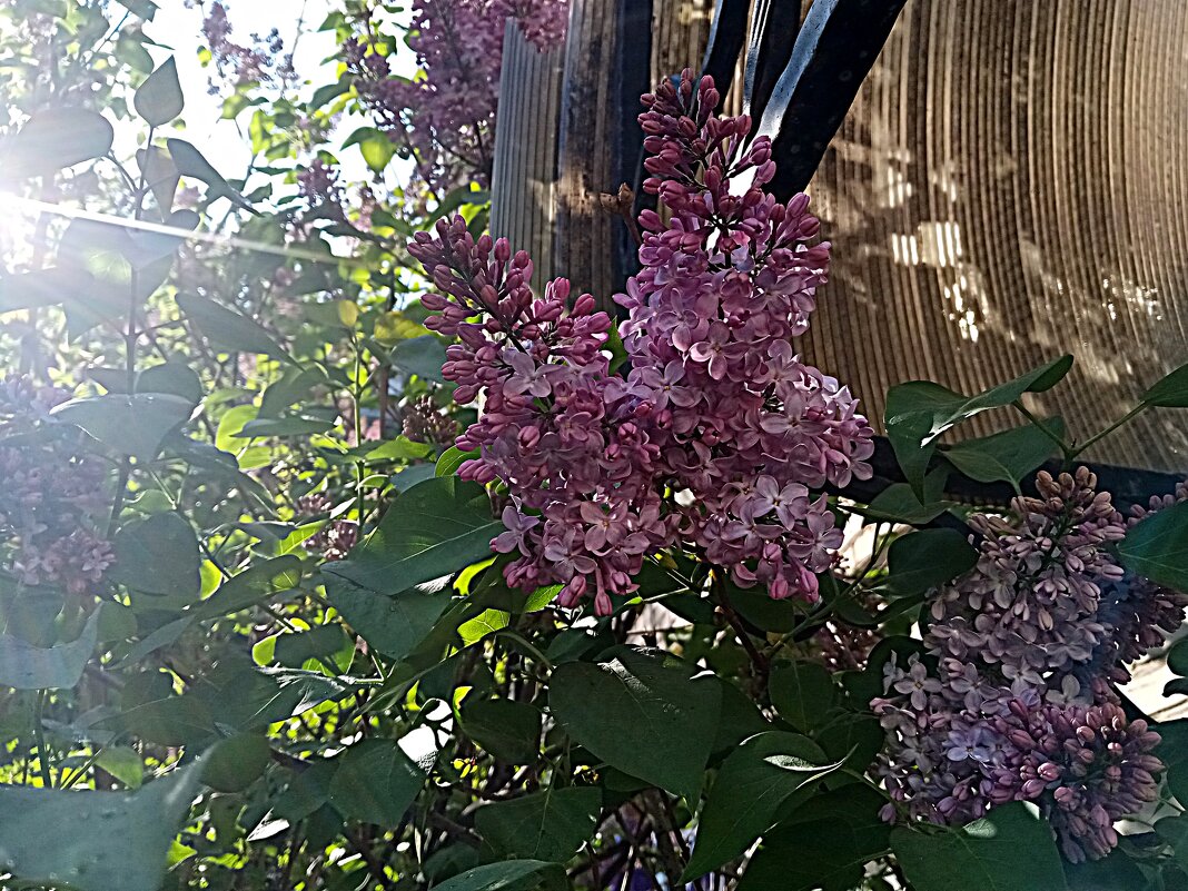 Цвет весны. - Владимир Драгунский