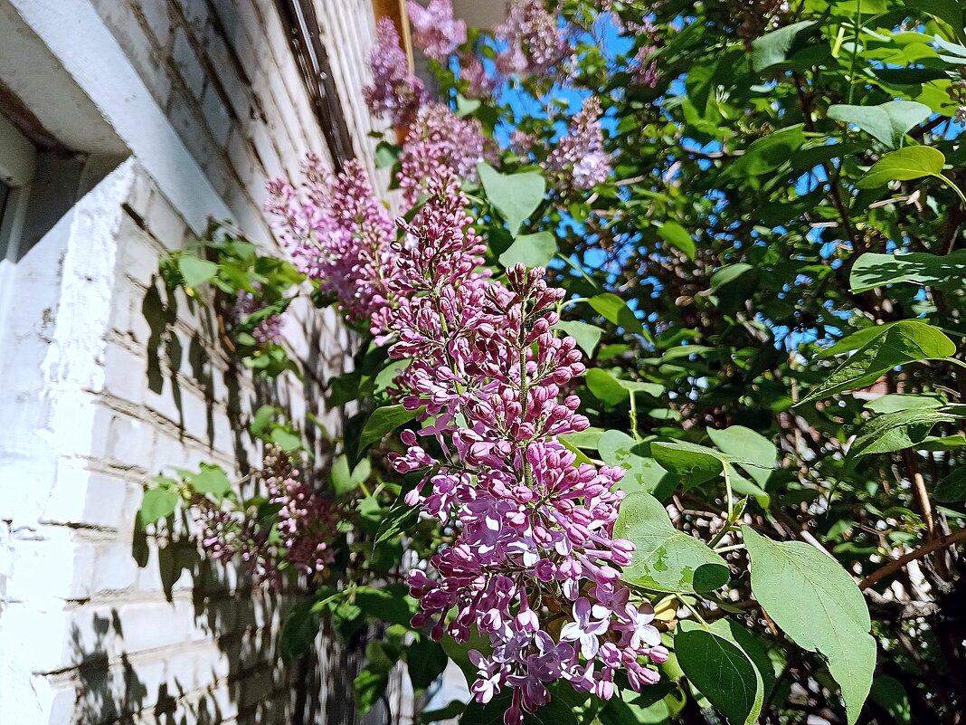 Цвет весны. - Владимир Драгунский