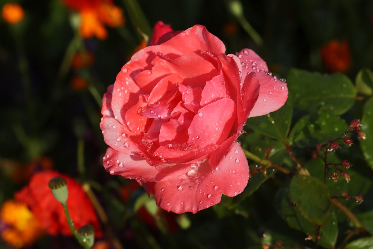 Доброе утро - Юрий. Шмаков