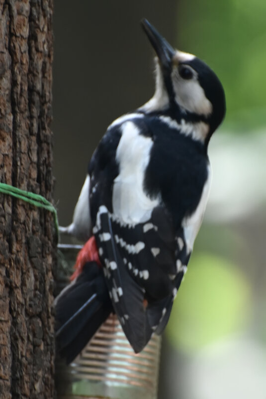 Москва. Нескучный сад. - Наташа ***** Москва. Нескучный сад. - Наташа *****