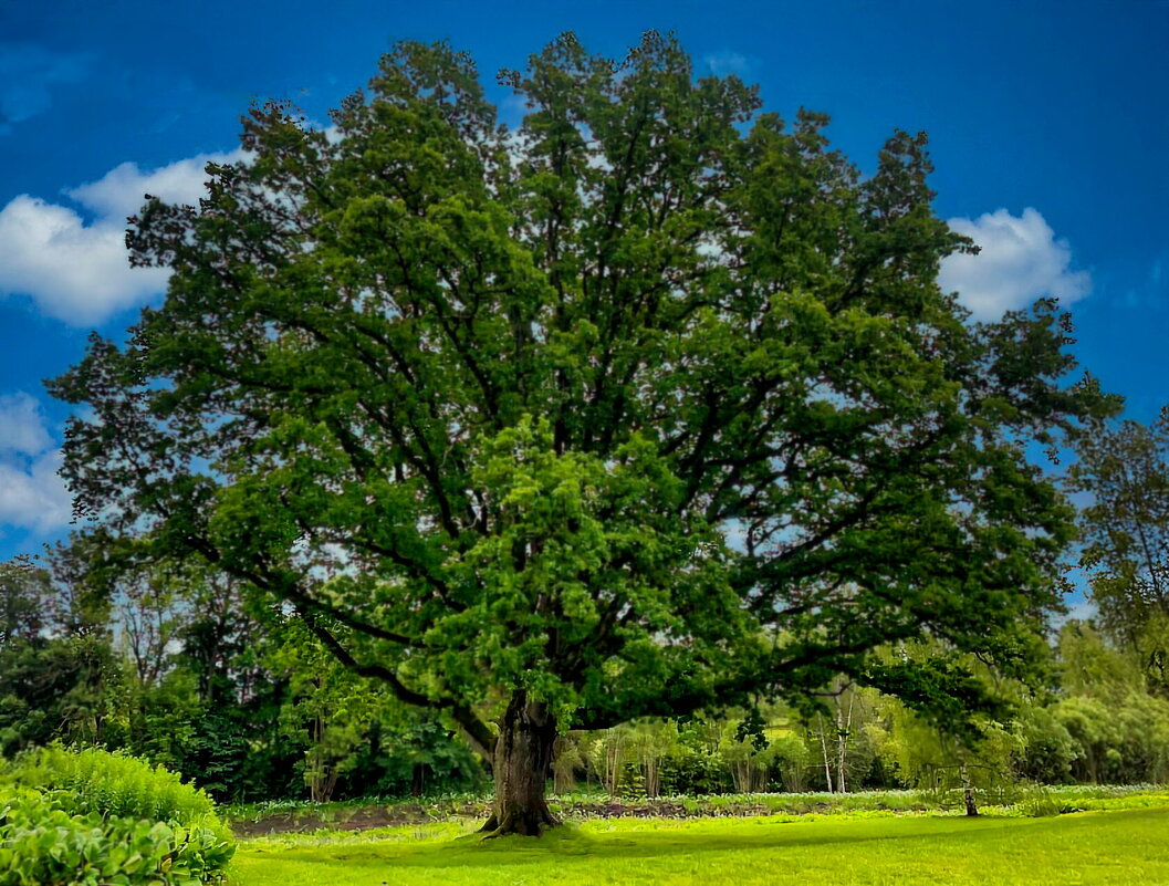 Jāņi 1 - Arturs Ancans