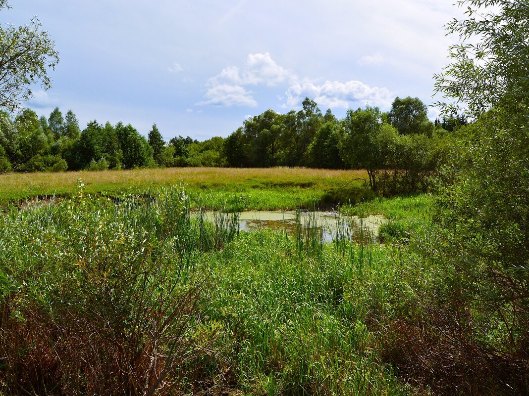 Ядрин. Болото в пойме реки Суры. - Пётр Чернега