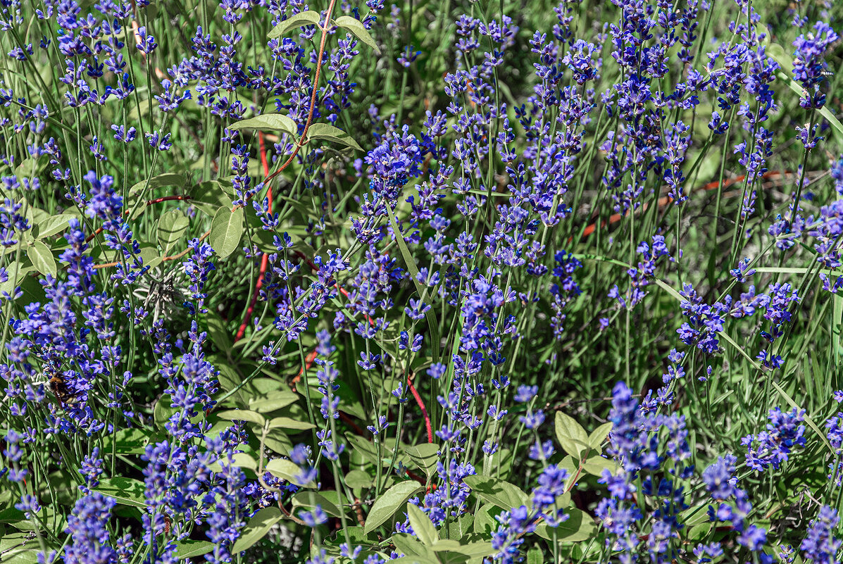 Очарование! - Варвара 