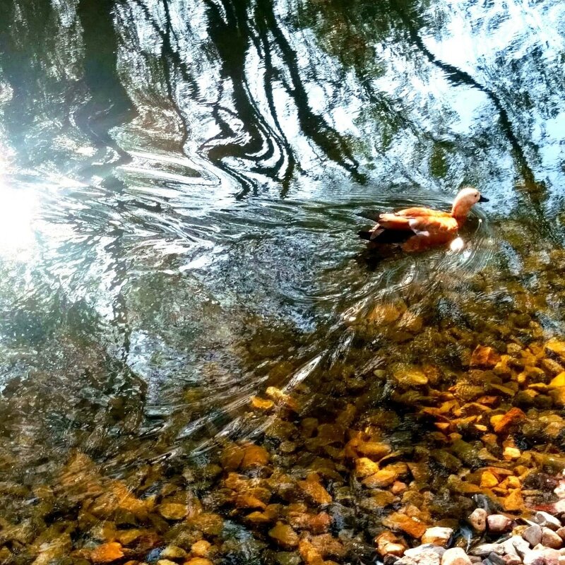 Утка - Натали 