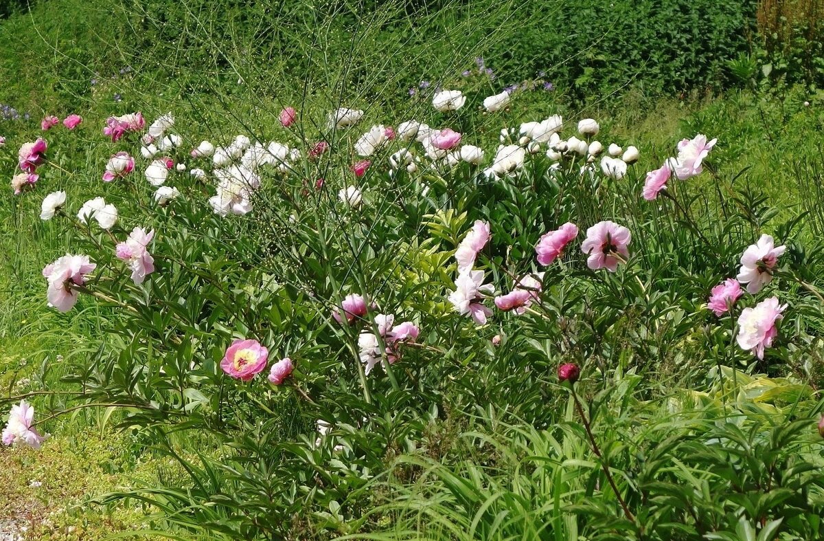 Пионы - Рита Симонова