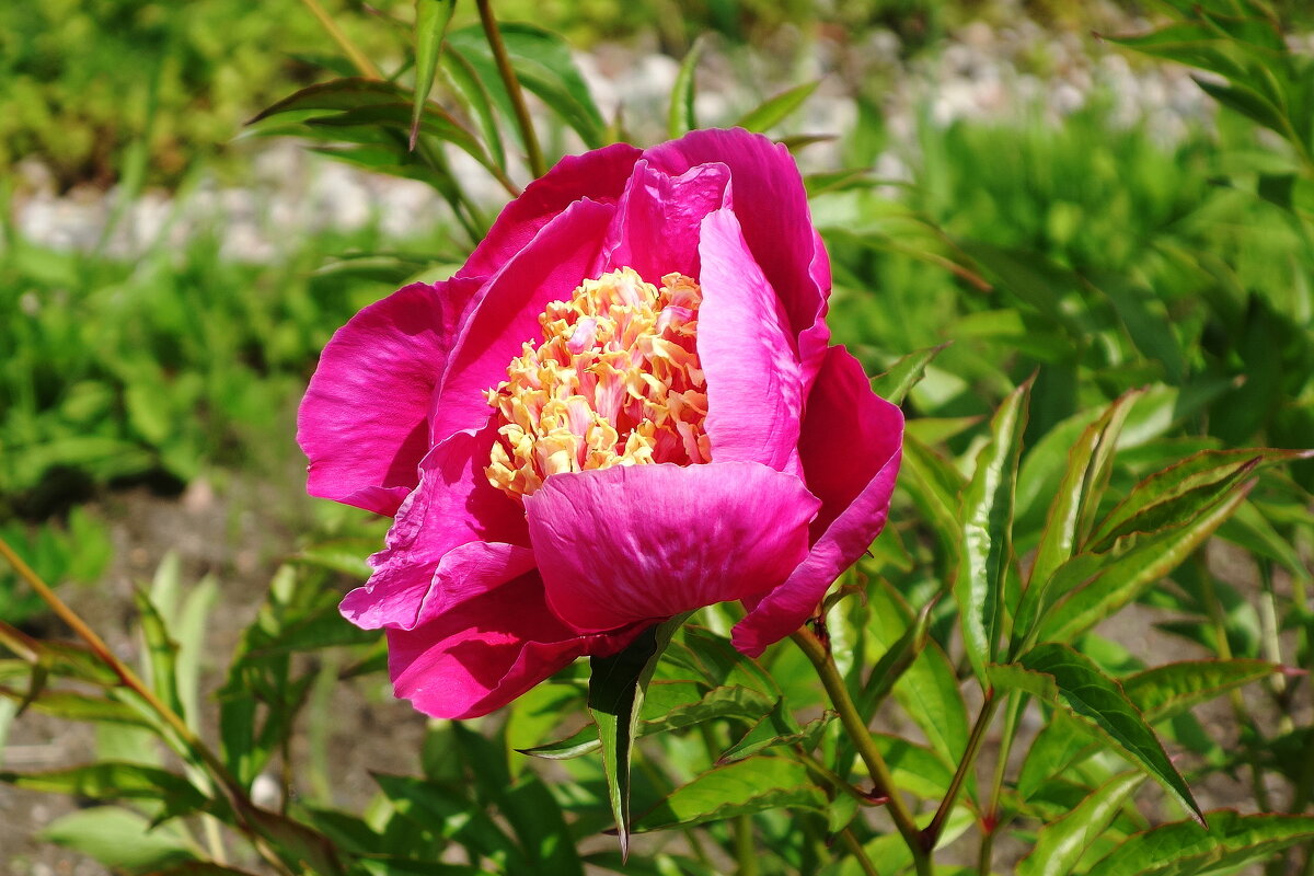 Пион - Рита Симонова