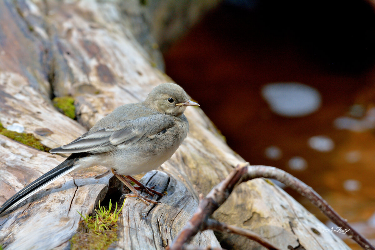 ***** - Александр Зуев