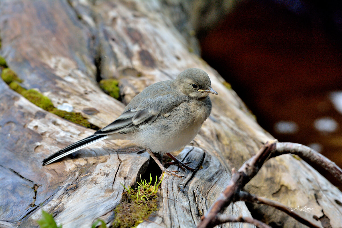 * - Александр Зуев