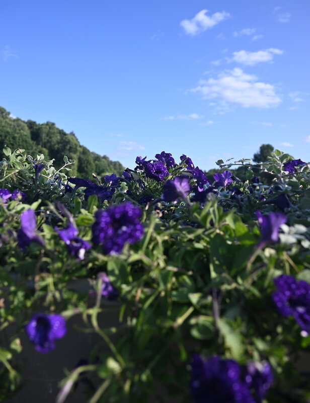 Лето) - Митяй Митрич