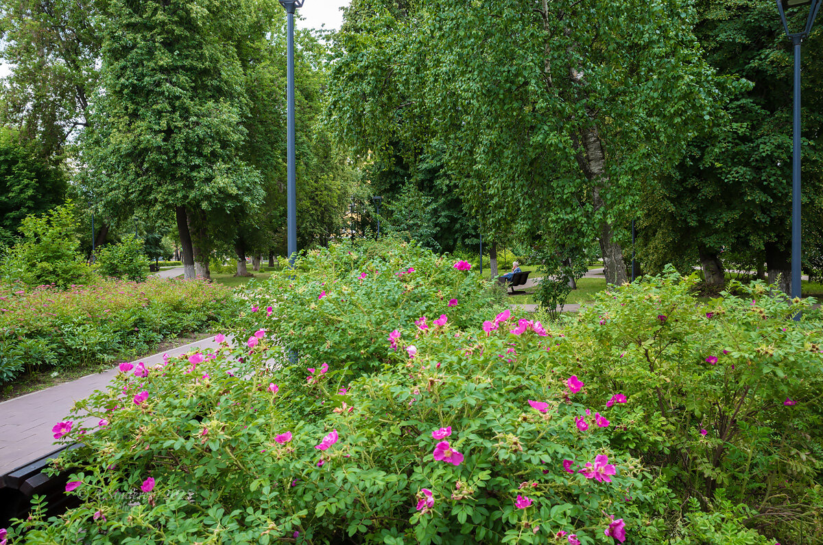 В сквере отдыха - Александр Синдерёв