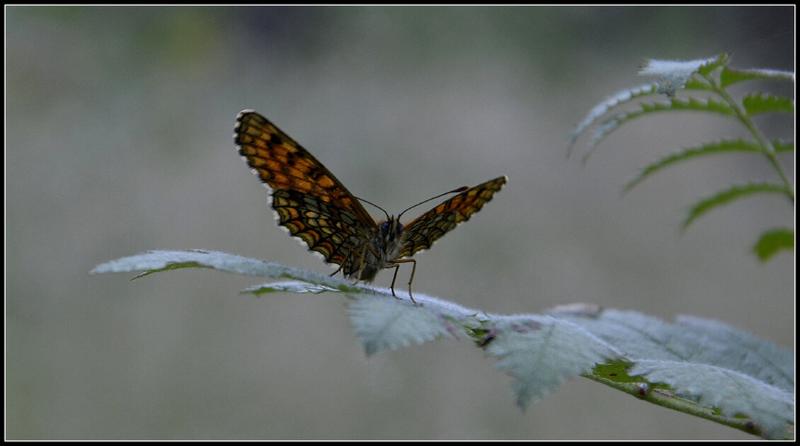 **** - Aleksandr Gal **** - Aleksandr Gal