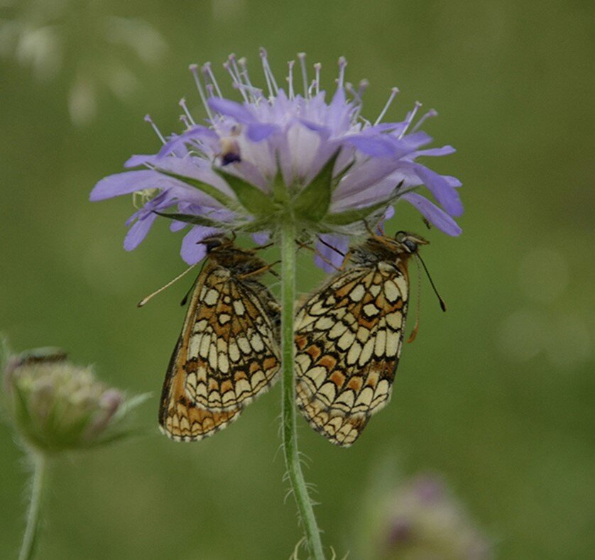 Лето это маленькая жизнь - Aleksandr Gal