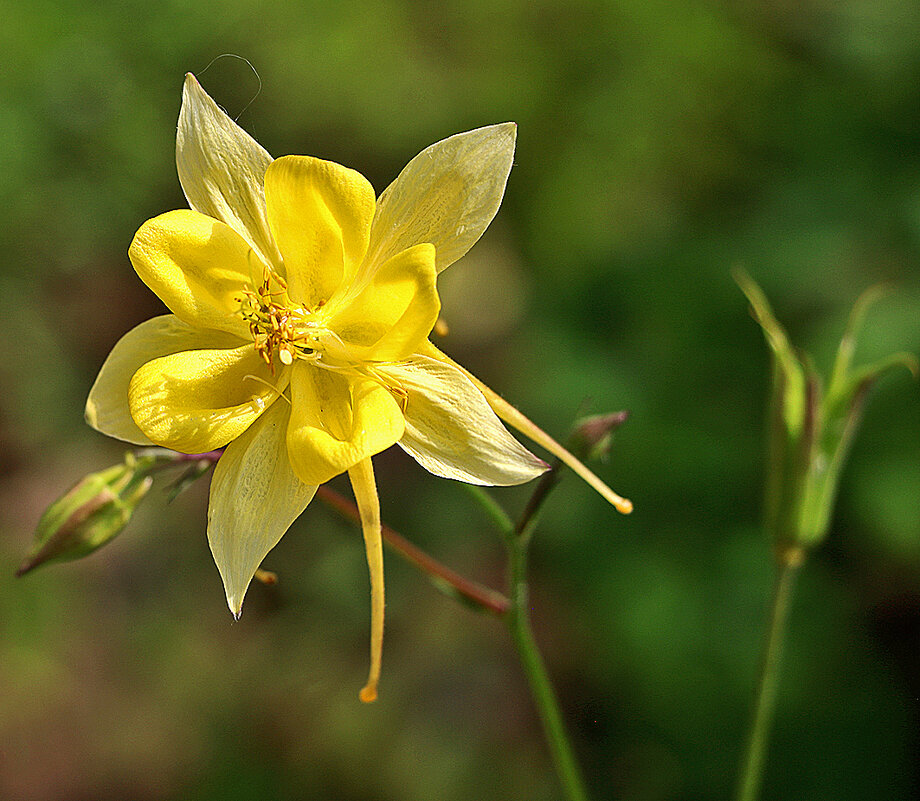 Золотая аквилегия - Светлана 