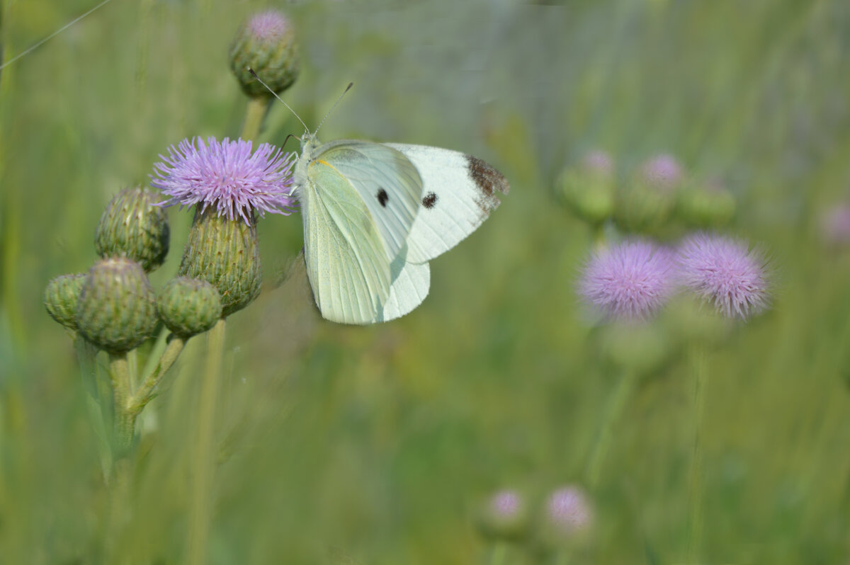 *** - Надежда Куркина 