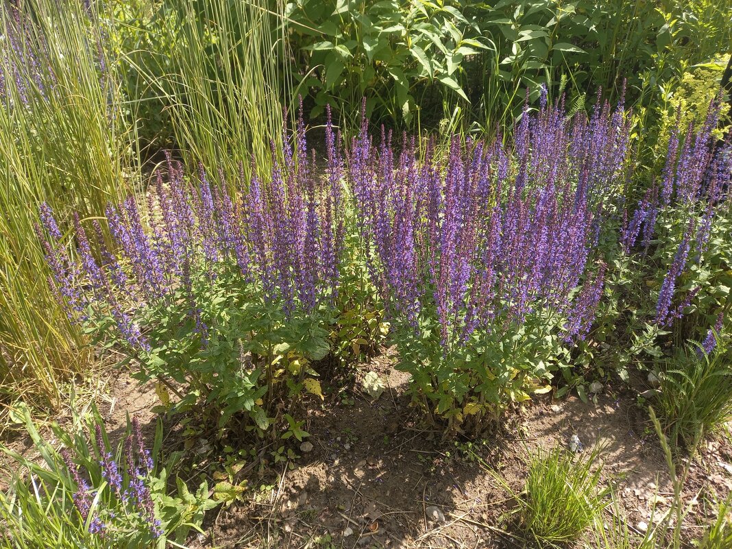 на городской клумбе - BoxerMak Mak