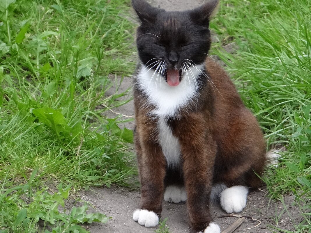 Кузьмич зевает - Антонина Гугаева Кузьмич зевает - Антонина Гугаева