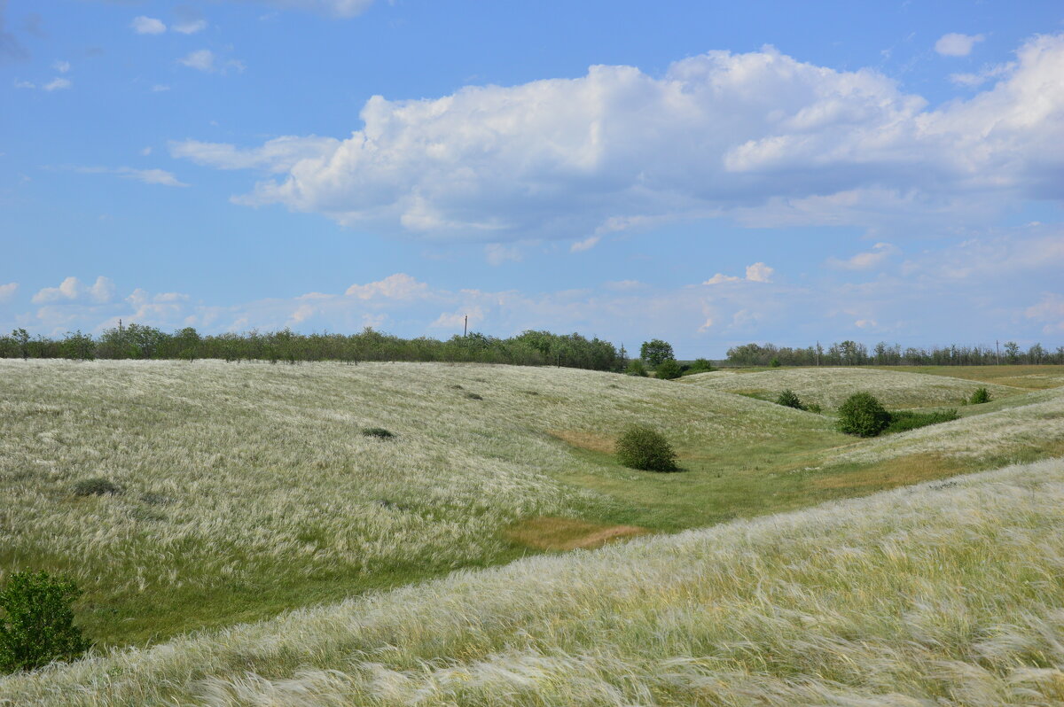 Ковыль. - Виктор 