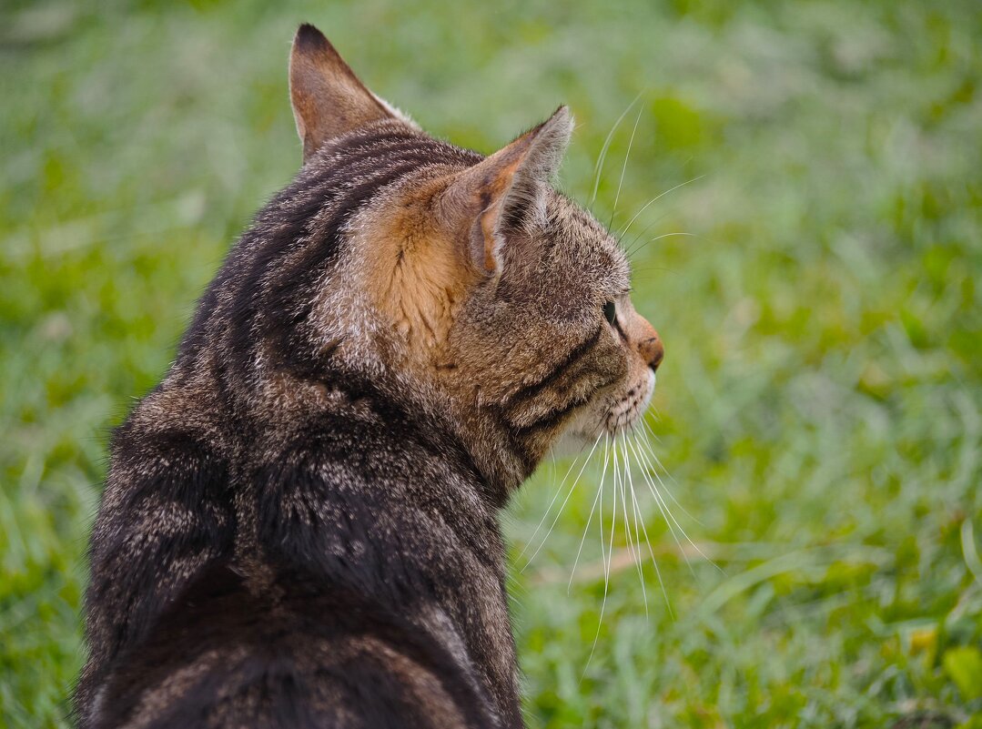 Я слушаю вас, сказал он, но так и не посмотрел - Магомед .