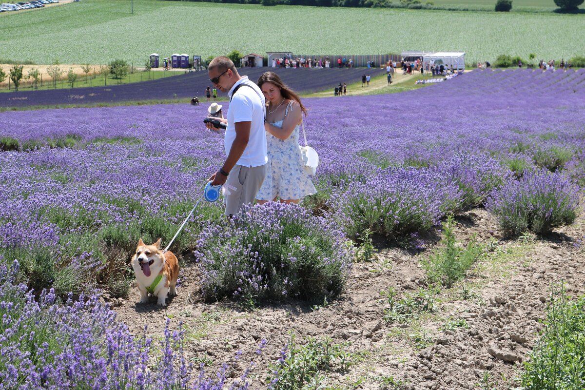 лавандовое настроение - Светлана Баталий