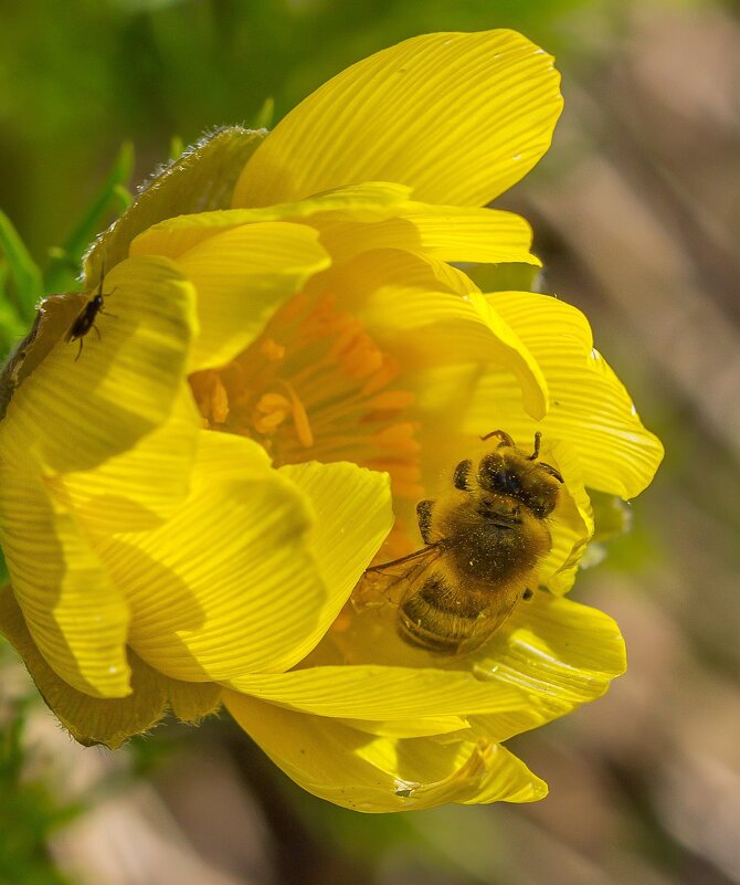 Адонис весенний. - Алексей Трухин Адонис весенний. - Алексей Трухин