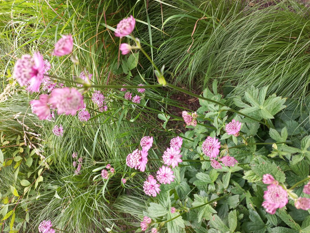 Не знаю название цветка - Svetlana 