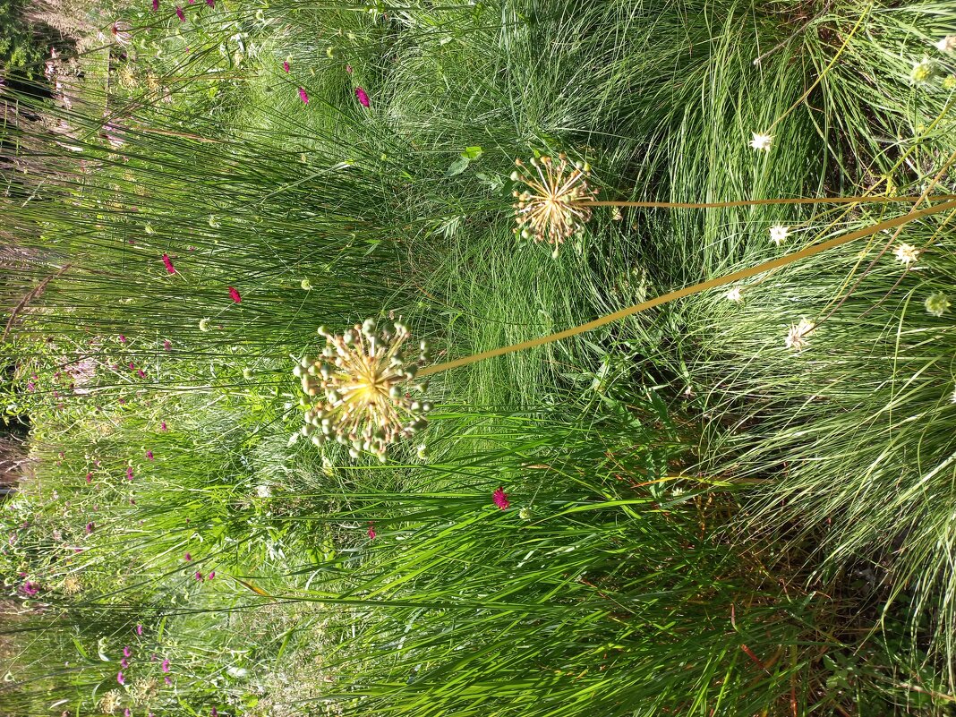 Тоже незнакомец для меня - Svetlana 