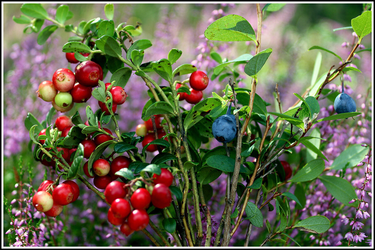 Дары леса... - Aleksandr Gal Дары леса... - Aleksandr Gal