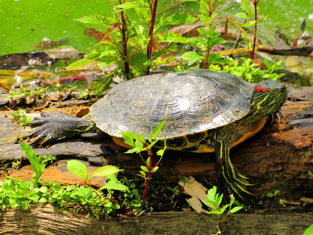 Принимает солнечные ванны - Андрей Снегерёв
