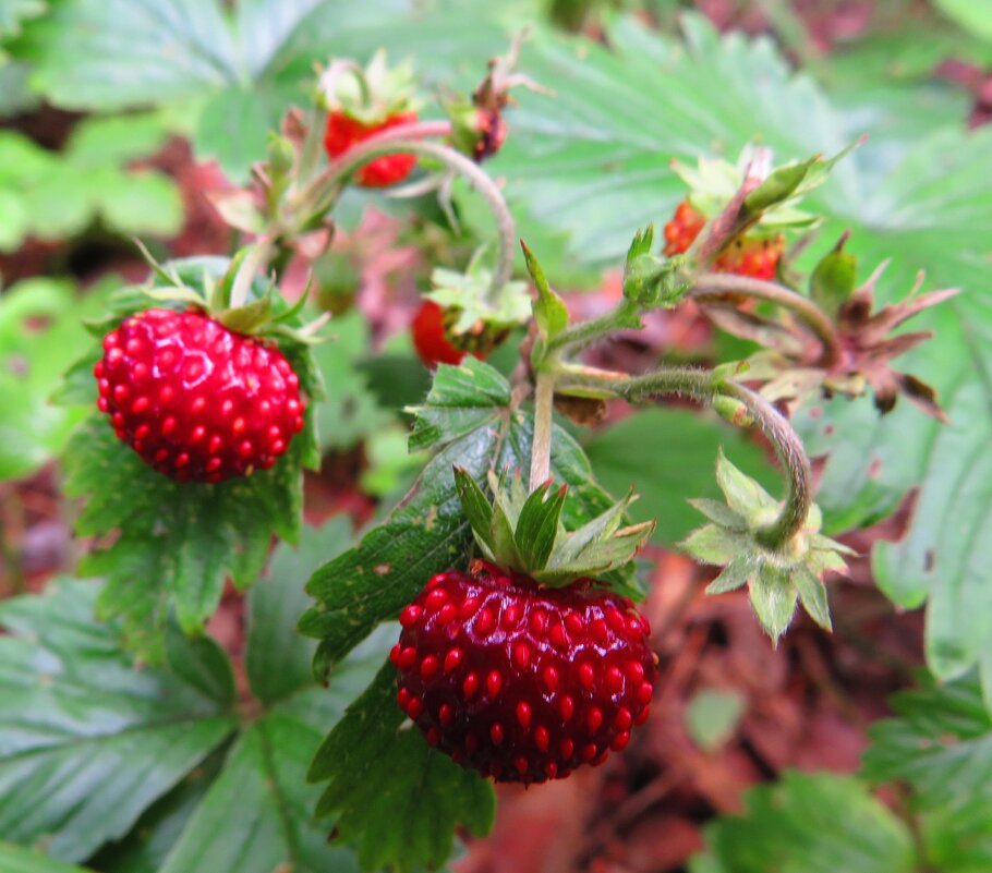 В полном соку - Андрей Снегерёв