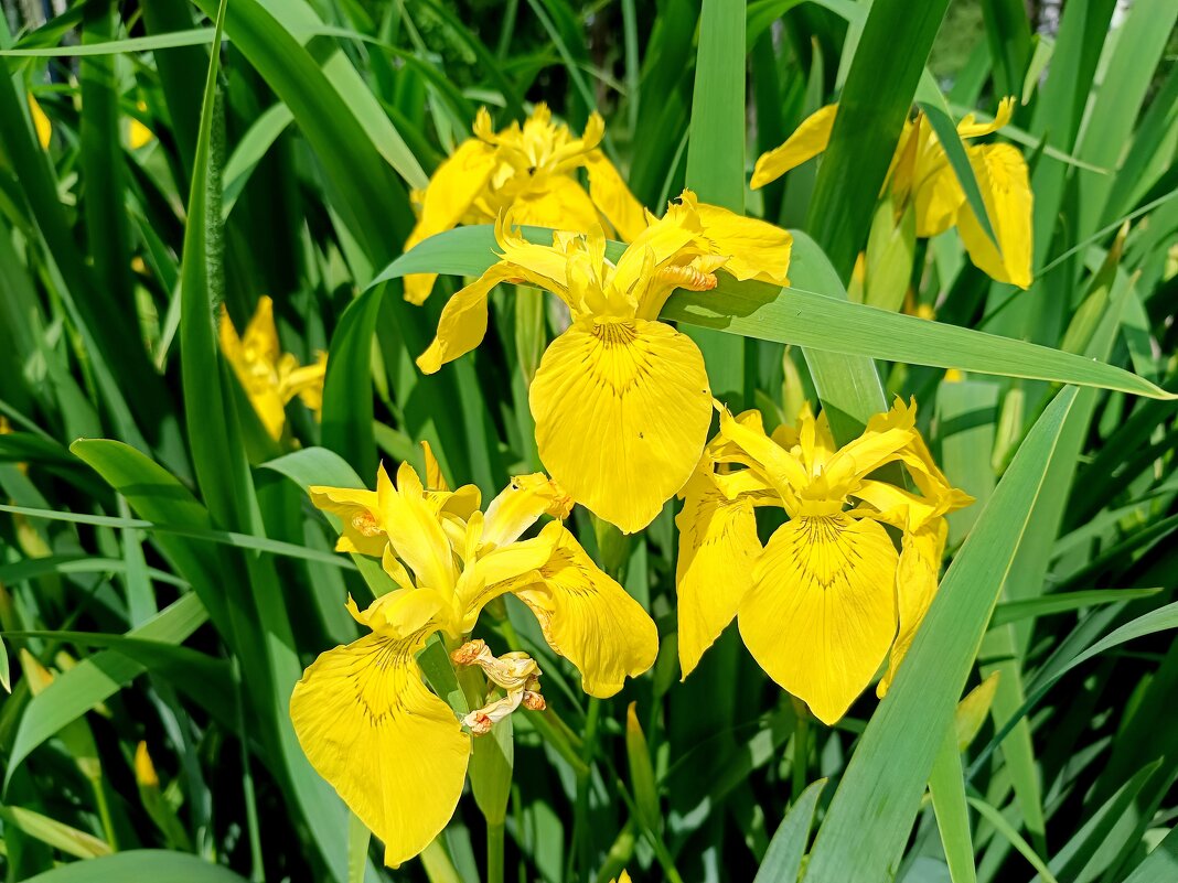 Ирис жёлтый - Мария Васильева