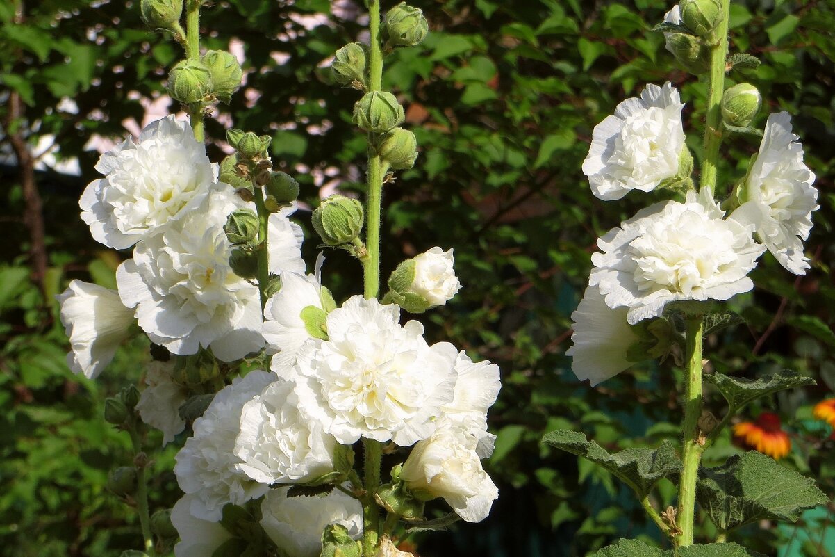 Заневестились белые мальвы махровые - Татьяна Смоляниченко