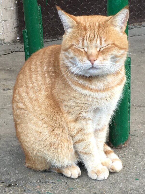 Поднимите мне веки... - Владимир Павлов