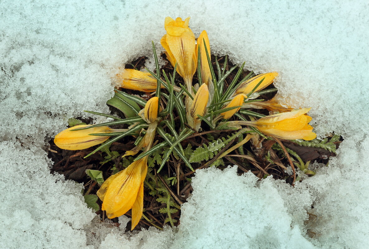 13 апреля - Михаил Бибичков 13 апреля - Михаил Бибичков