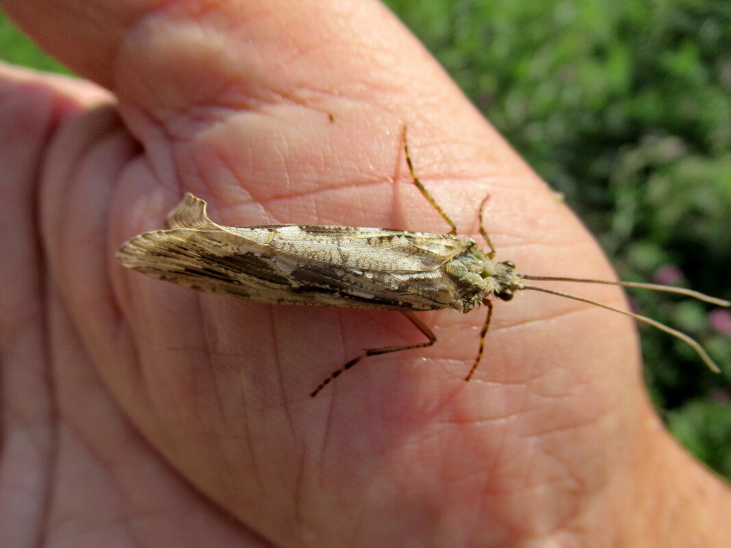 Ручной ручейник - Александр Чеботарь