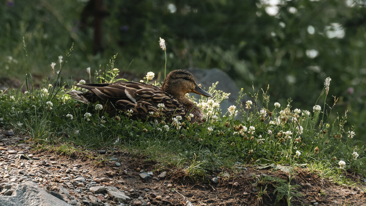 Кряква серая. - Вадим Басов