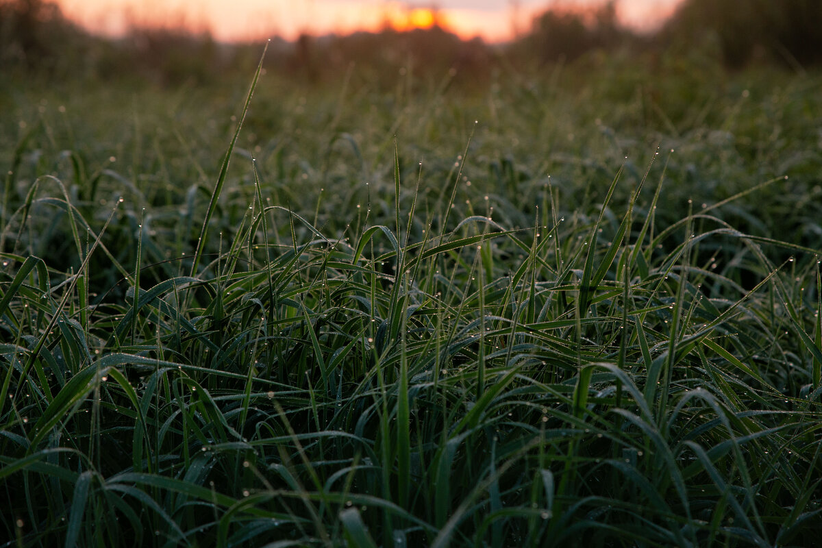 Роса на траве. Утро на Покрова на Нерли - Вячеслав Владимирович Роса на траве. Утро на Покрова на Нерли - Вячеслав Владимирович