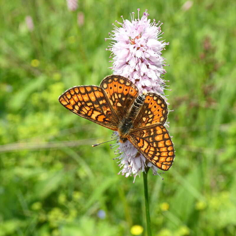 Наслаждение... - Владимир Шошин