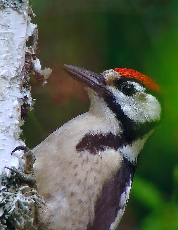 молодой бпд - gawrilа - dan