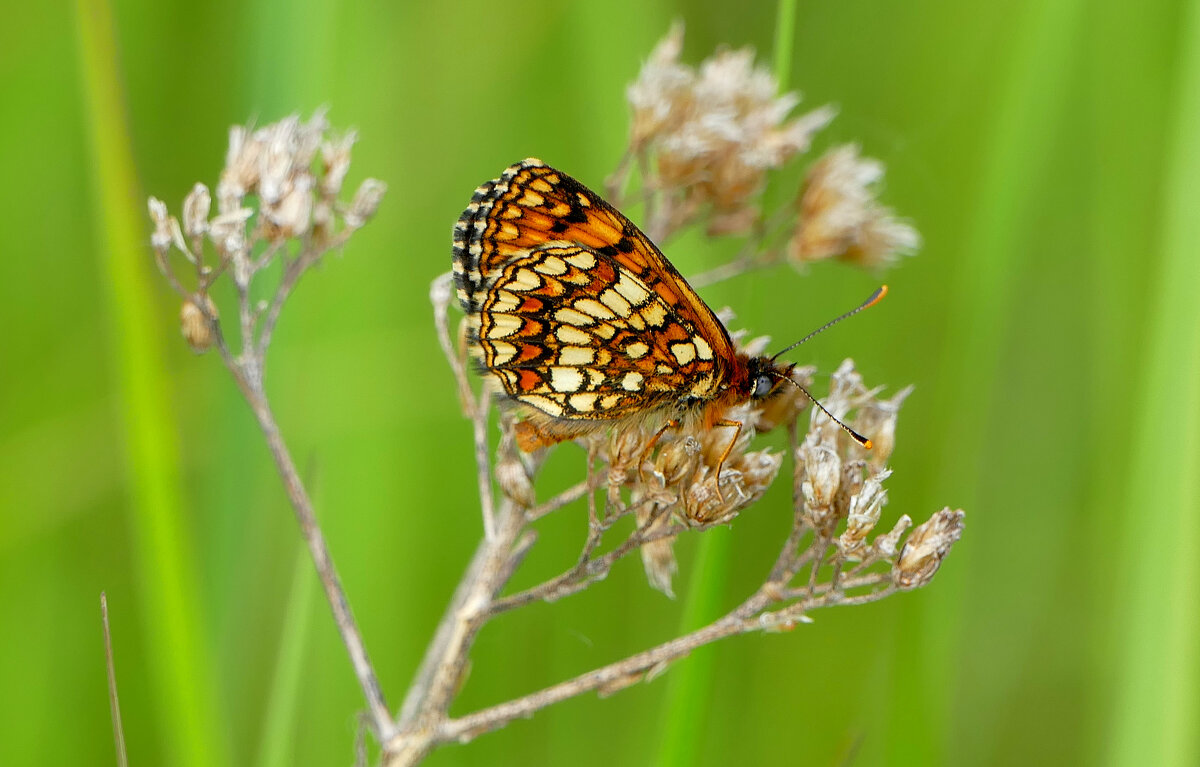 и снова бабочки 4 - Александр Прокудин