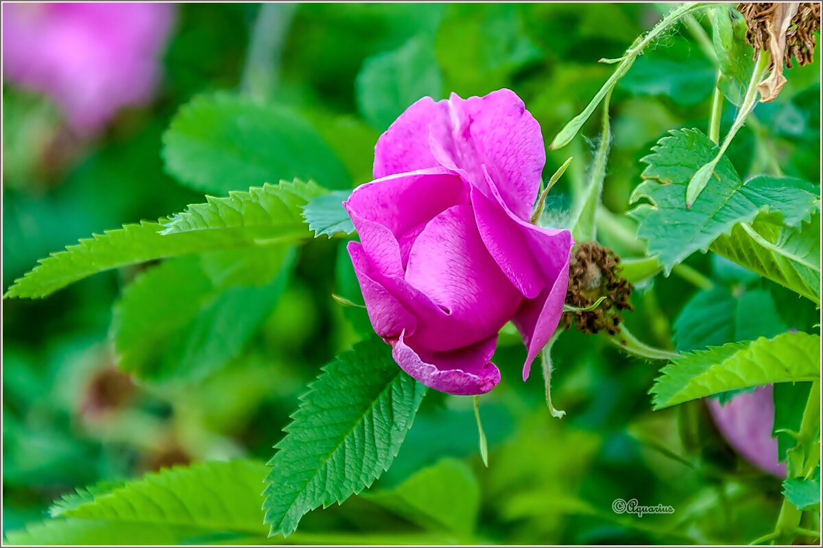 Городские цветы - Aquarius - Сергей