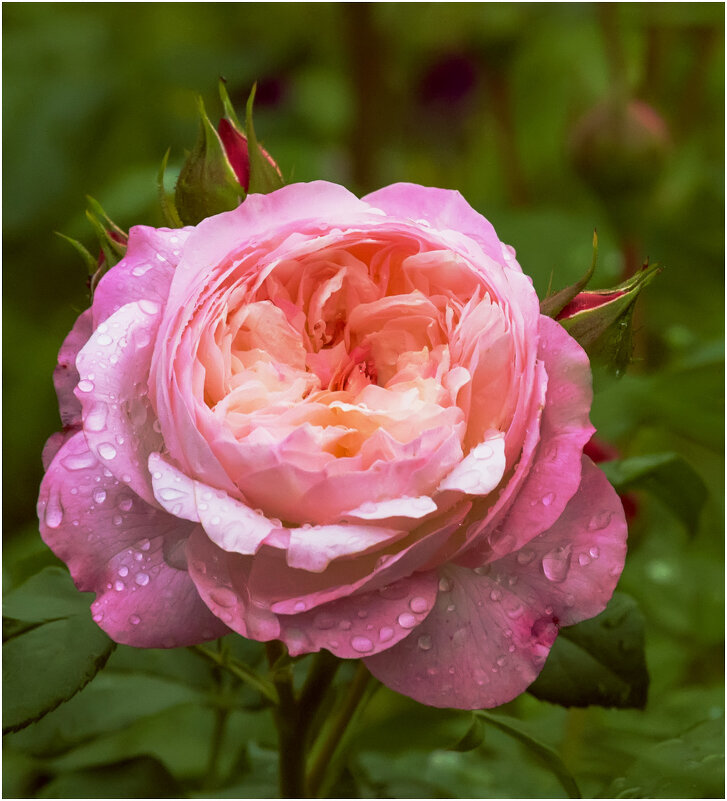 Просто летний дождь прошел - Валентин Котляров