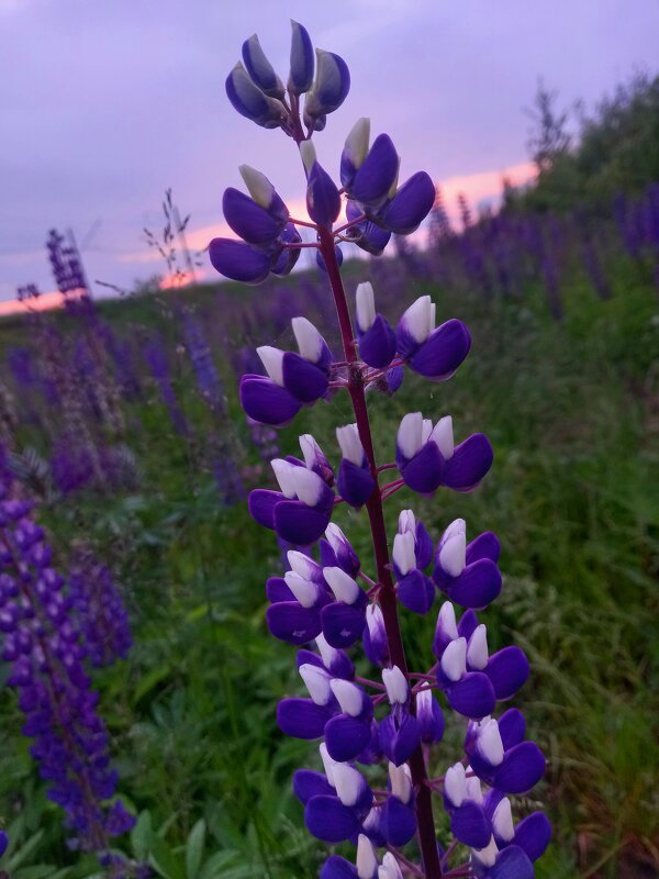 Люпин - Сапсан Люпин - Сапсан