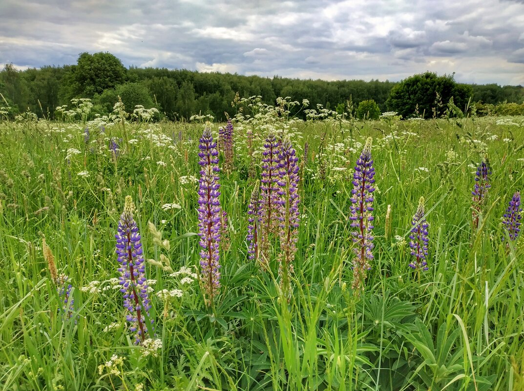 цветут люпины - Валентина. .