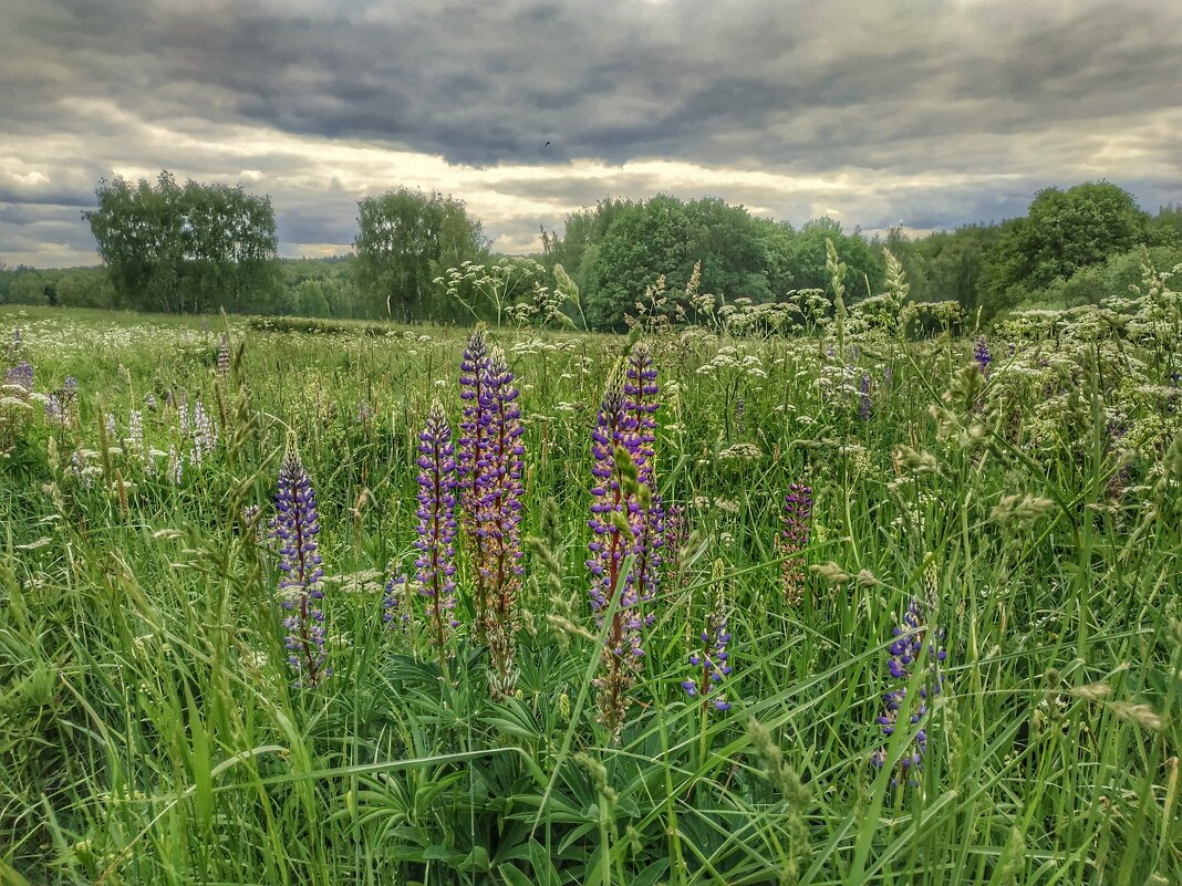 люпины зацвели - Валентина. .