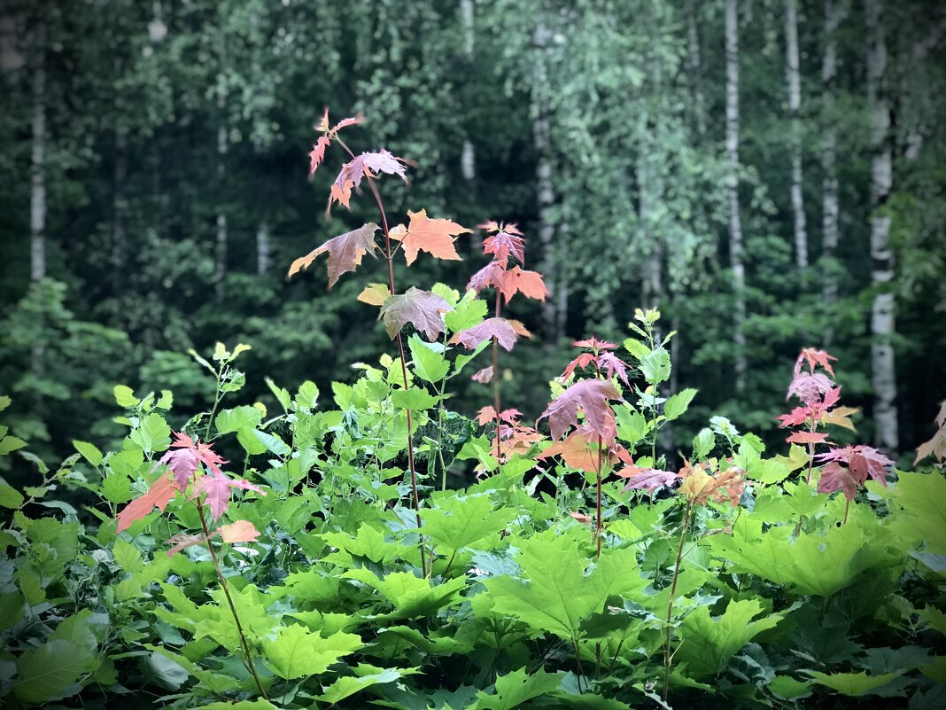 Молодо- не всегда зелено!) - Любовь 